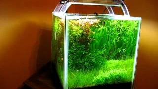 Planted shrimp cube