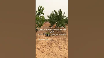 يا مجيب الدعاء 