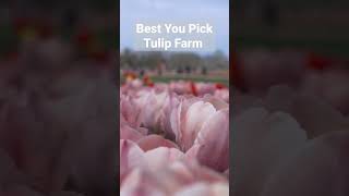 These NJ Spots Will Have You Obsessed With Tulips This Spring