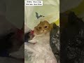 Nemu kucing dalam kardus #guitar #cover #beach #music #travel #imut #cat #suncats #kucing #fypシ