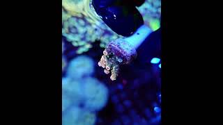 #acropora #reefkeeper #reeftank #meerwasseraquaristik #korallen #aquarium