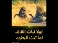 لولا ثبات القائد لما ثبت الجنود 