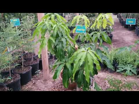 Example of a high density tropical fruit garden