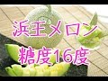 アンデスメロン。庄内砂丘の浜王メロン通販。糖度16度以上の果物をお中元メロン販売。Japanese Hamaou Melon