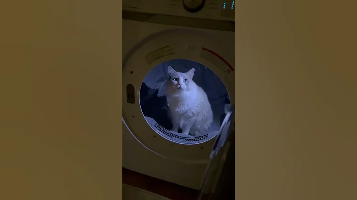 Watch the video about Hilarious! Watch as fluffy Ragdoll Cat talks inside the dryer #ragdollcat