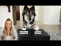 My Dogs Decide If I Should Buy My Girlfriend The New iPhone!