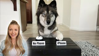 My Dogs Decide If I Should Buy My Girlfriend The New iPhone!