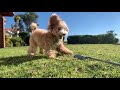 Teddy the teacup Maltipoo plays in Super Slow-Motion