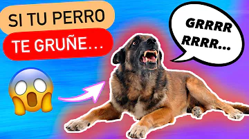 ¿Cómo enseño a mi perro a no gruñir a la gente?