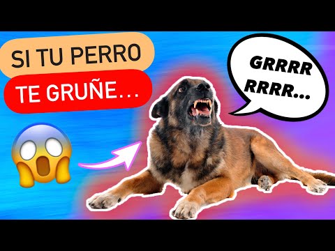 Video: Cómo interpretar los gruñidos de tu perro