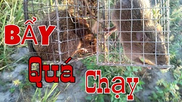 Cách Bẩy Chuột Không Cần Mồi Cái Nào Cũng Chạy //HOC VLOG//