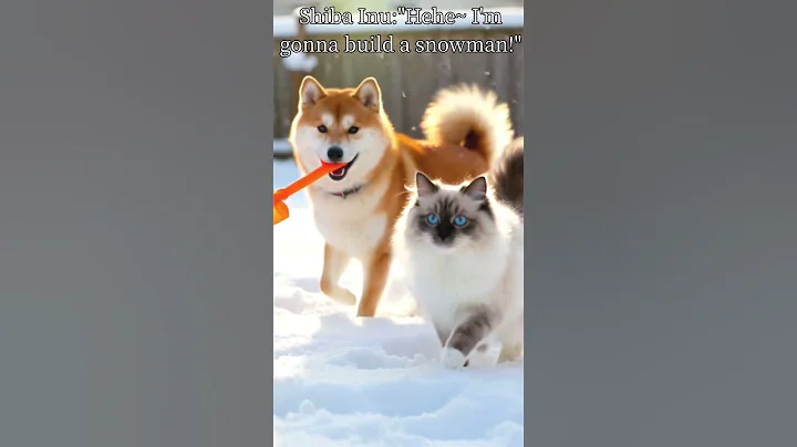 Video 11169291: cat cute dog