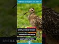 Bristle Thighed Curlew