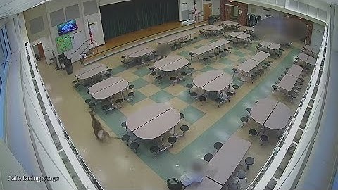 Deer crashes through window at Amherst Junior High School, enters cafeteria