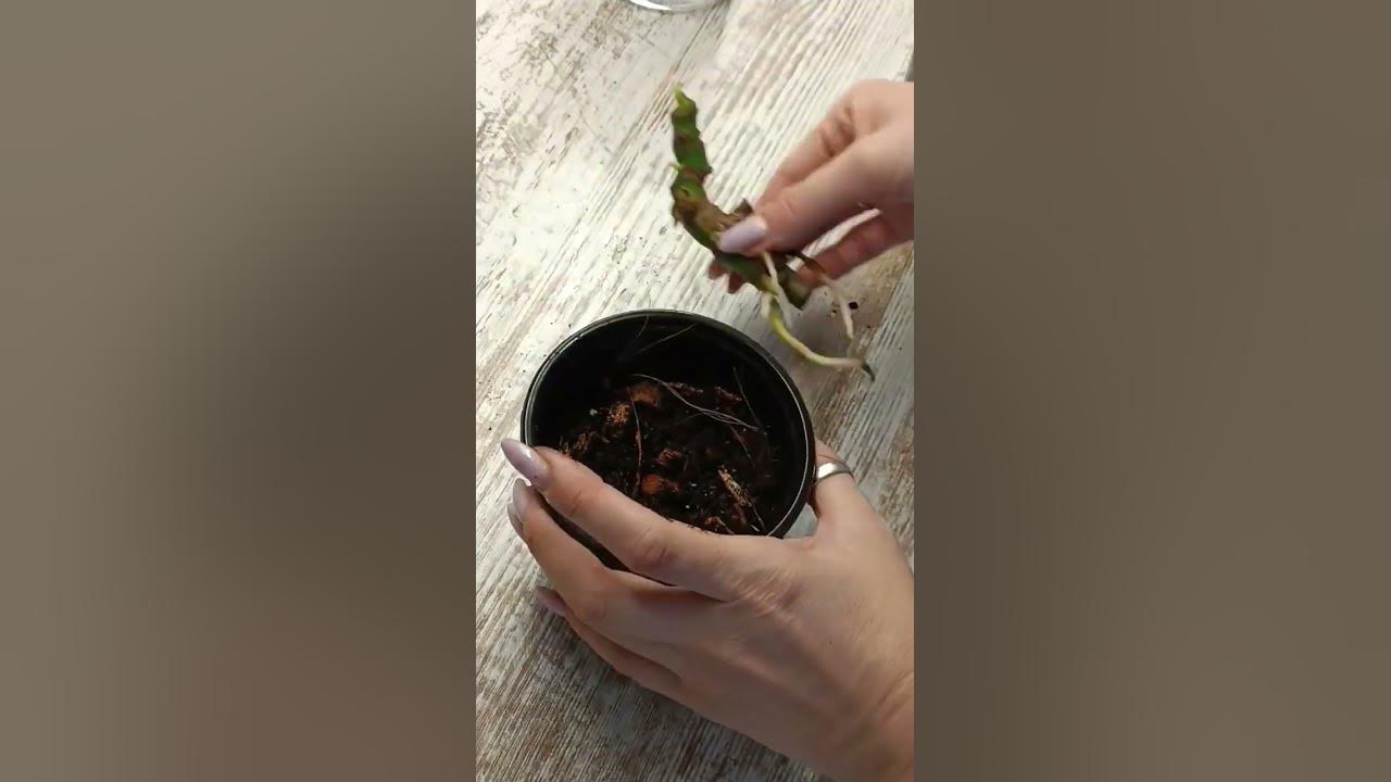 монстера,домашние растения,крупномеры, #plants - YouTube