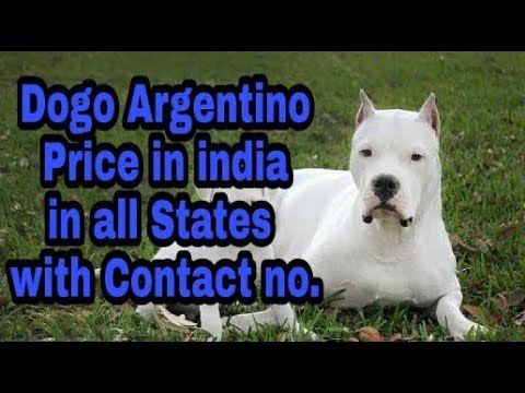 dogo dog price