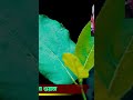 এটা যদি ভালো লাগে কেন একটা লাইক করা যাবে সানডে সস্তা করে দেখো 🩵🩵👍👍🩵🩵