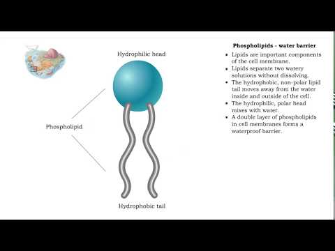 Wideo: Jak fosfolipidy układają się w niepolarnym roztworze?