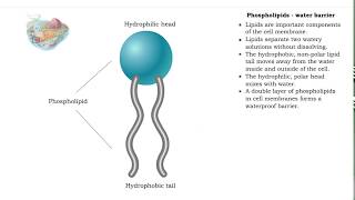 Non-polar compounds - insolubility