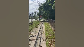 Tree brings down power lines in Willowick due to Tuesday