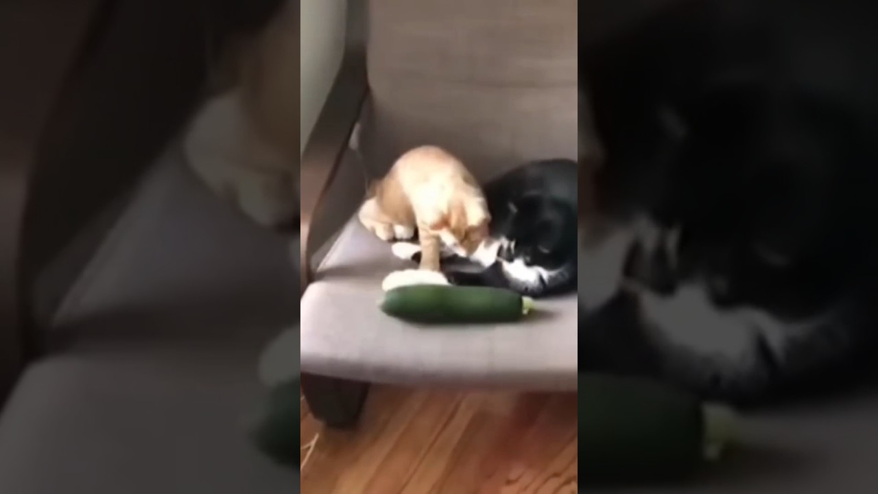 Funny Animals fail #3 