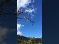 Adelaide Hills, golden orb-weaver mating pair