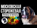 ✔ Московская сторожевая, 4 плюса и 4 минуса породы