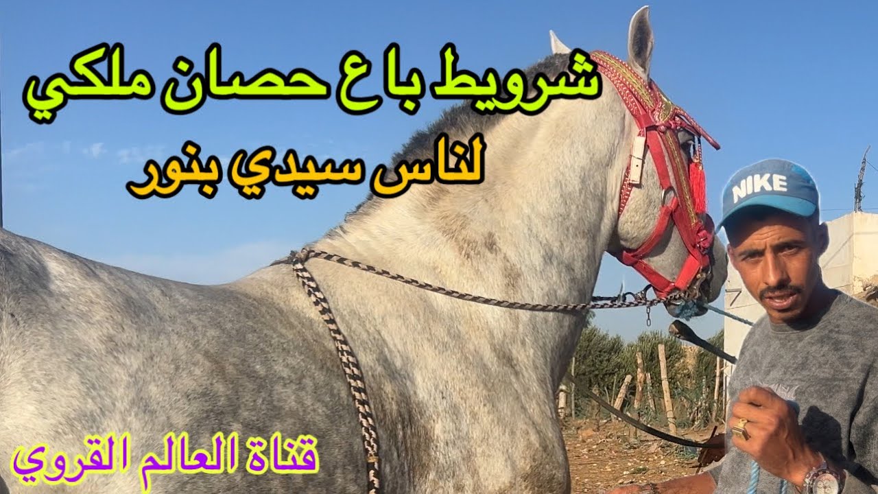 شرويط باع حصان كيهبل لناس سيدي بنور باش قال باش باع