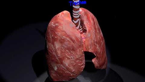 3d model blender respiratory tract trachea lung https://medical3dmodels.com