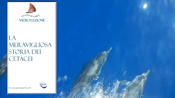 Quali sono i cetacei?