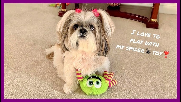 Does Lacey still play with toys? 🤔❤😉  Cute 14 year old Shih Tzu dog 🐾 