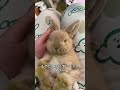 ロップイヤーのうさぎ #雑学 #プチ知識 #一分でわかる