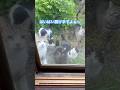 ネコと子ネコとおじさん　集団夜遊びニャンズのただいま〜　#shorts #猫のいる暮らし #cat #シロトラちゃん #まっくろくろすけ #ちょび髭兄ニャン