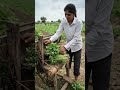 Dhaniya hacks 😅👍 #trendingshorts #viralshortsvideo #ytshortsindia