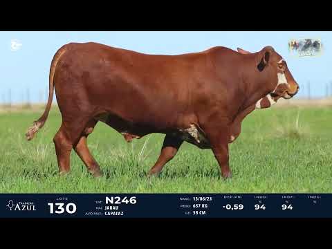 LOTE 130   TAT N246 M Braford