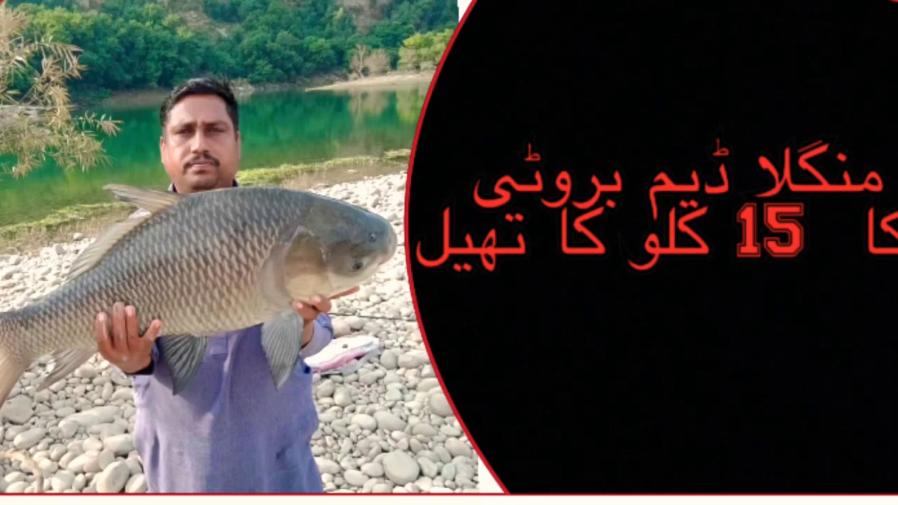 15 kg’s Thail fish || Mangla dam || fishing in Mangla dam || shikar in ...