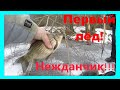 Зимняя рыбалка по первому льду 2020 #рыбалка #зимняя_рыбалка #зимняя_рыбалка_2020
