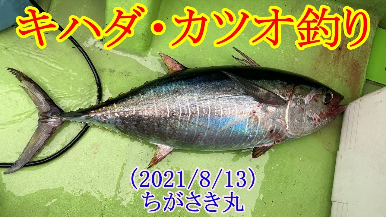 神奈川県の相模湾でコマセキハダ カツオ釣り カツオとマグロをゲット Youtube 神奈川県の相模湾でコマセキハダ カツオ釣り カツオとマグロをゲット Youtube