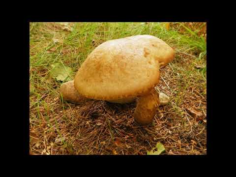 Wideo: Zlokalizowane Grzyby Kapitana Ropucha, 1-Up Mushrooms I Wszystkie Dodatkowe Rozwiązania Wyzwań Treasure Tracker