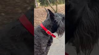 Watch This‼ Before Getting A Giant Schnauzer #giantschnauzer #dog #dogtraining #schnauzer #gooddog