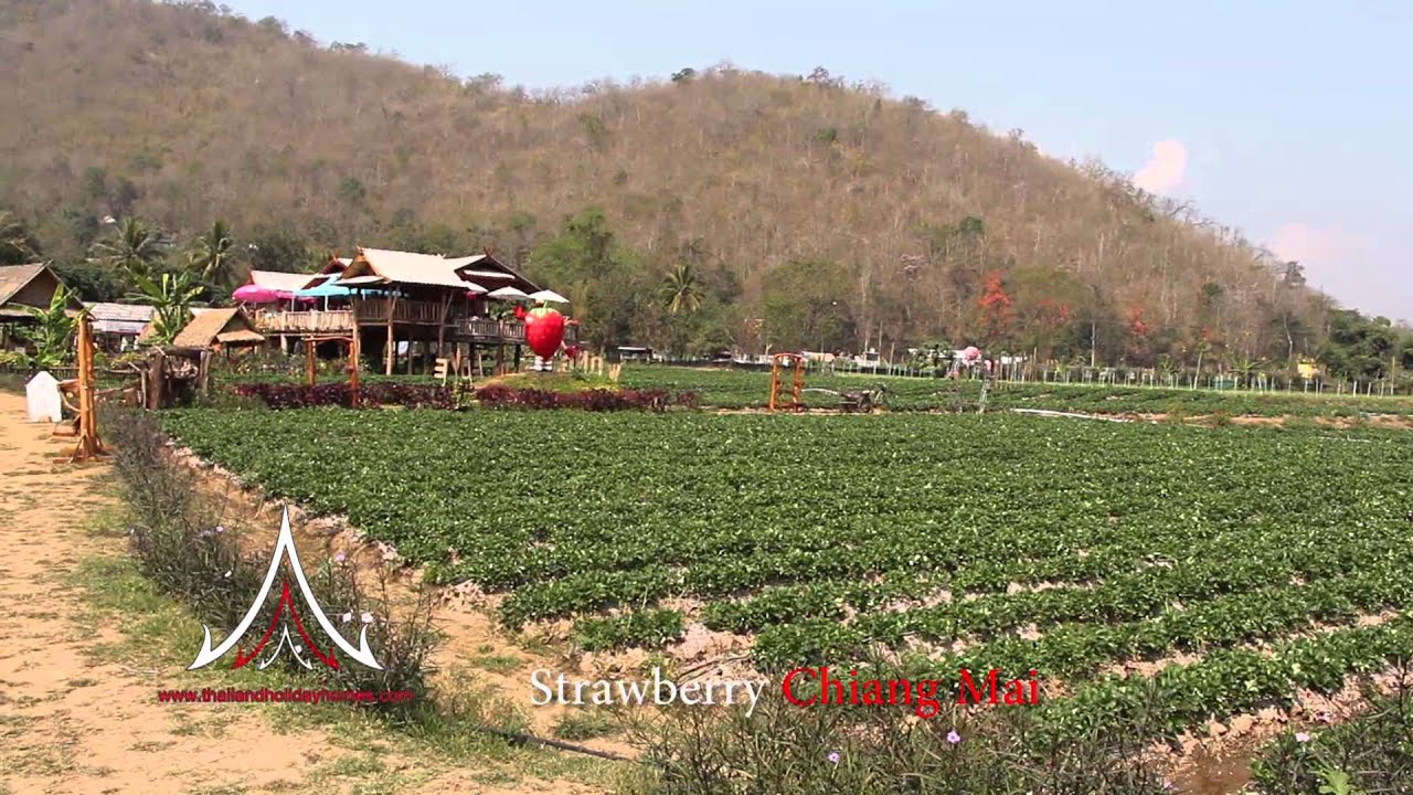 Strawberry Picking at Chiang Mai YouTube