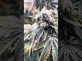 Black cherry gushers, Barneys Farms backpack boys harvest day 