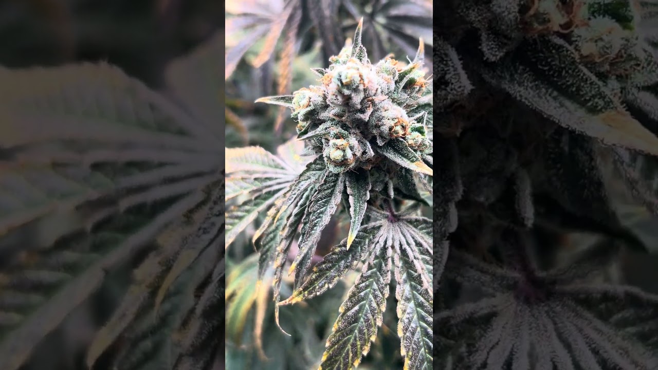 Black cherry gushers, Barneys Farms backpack boys harvest day ￼