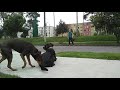 Enséñale Autocontrol y Obediencia a Tu Perro - No Cruzar la Calle - Vídeo 2