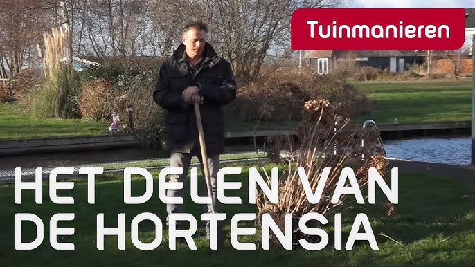 Hortensia Bloemen Wegknippen: Wanneer Doe Je Dat? | Tuinmanieren - Youtube