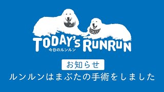 【お知らせ】ルンルンはまぶたの腫れ物を取る手術をしました Great Pyrenees グレートピレニーズ