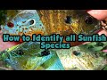 How to Identify all Sunfish Species in the United States