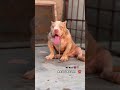 #americanbully #kerla #punjab #mumbai #kolkata #mharastra