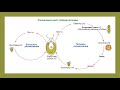 Жизненный цикл хламидомонады