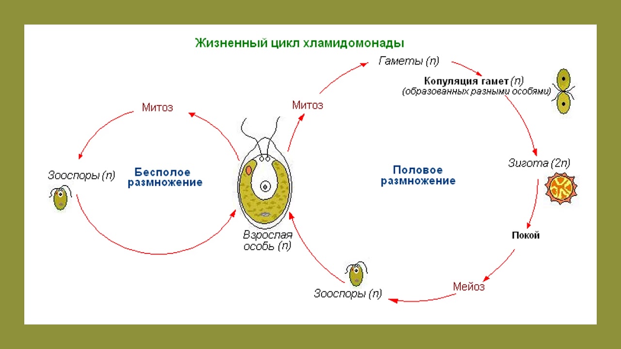 Жизненные циклы егэ биология задания